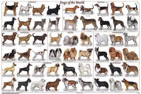 quantas raças de cães existem no mundo